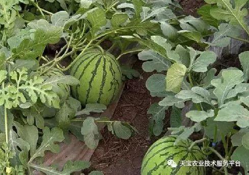 今日高瓜价格,市场动态一览”