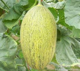 桃源今日哈密瓜价格行情,价格波动解析