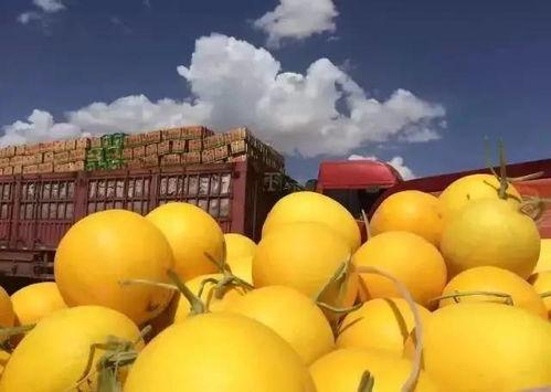 金玉蜜瓜今日价格,价格行情一览”