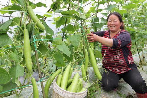 蒲瓜价格行情今日,今日市场动态一览