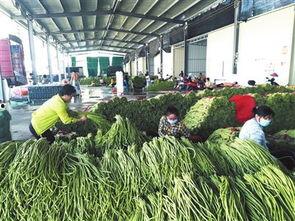 海南三亚今日瓜菜收购价,新鲜行情一览