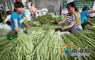 海南三亚今日瓜菜收购价,新鲜行情一览