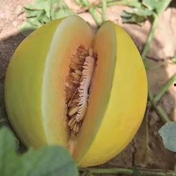 今日金红宝瓜价格