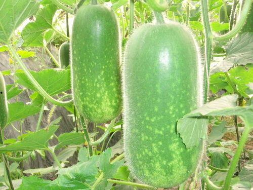 今日蕃瓜价格表图片大全,市场行情实时解析