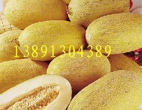 广州哈密瓜批发今日行情