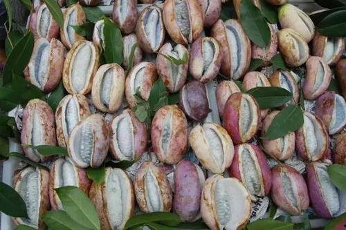 八月瓜中药今日价,价格波动与市场动态一览”