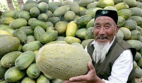 最新今日哈密瓜价格,市场行情实时盘点