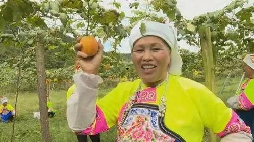 今日吊瓜最新价格,探秘市场波动背后的最新行情