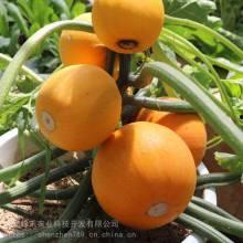 三水白瓜批发价格今日,市场动态一览”