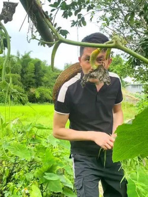 今日农村卖瓜视频大全,农村卖瓜视频大全，尽享瓜香四溢的乡村风情