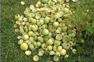 今日农村卖瓜视频大全,农村卖瓜视频大全，尽享瓜香四溢的乡村风情