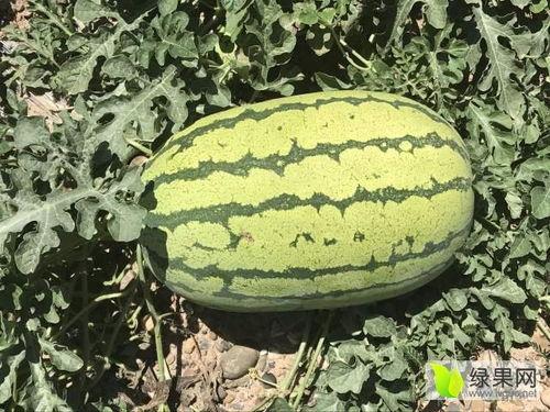 今日硒砂瓜价格,市场波动下的甜蜜行情