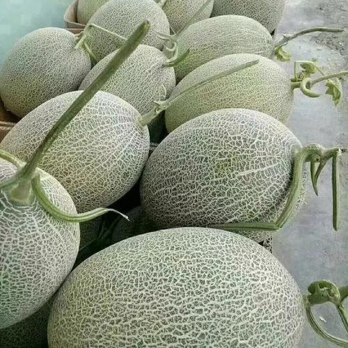 最新哈密瓜今日价格,今日行情一览