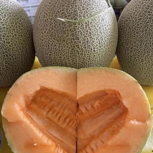 最新哈密瓜今日价格,今日行情一览