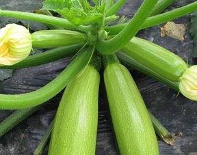 每日大瓜今日吃瓜,今日吃瓜指南，揭秘娱乐圈最新热点