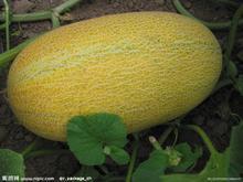 南宁哈密瓜今日价格行情,今日市场动态一览”