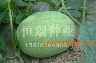 梢瓜批发价格今日行情,波动分析及市场趋势解读”