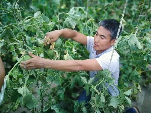 今日大棚小瓜价格,丰收季喜讯连连