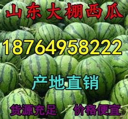 今日大棚小瓜价格,丰收季喜讯连连