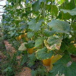 北海哈密瓜今日价格行情最新,价格行情一览无余